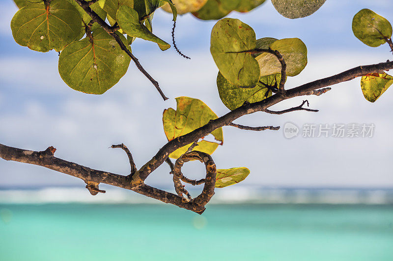 加勒比海海滩上的Sunny Branch